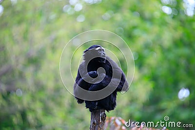 Black gibbon Stock Photo