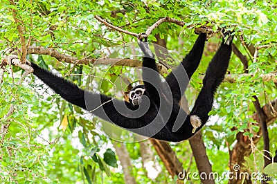 Black gibbon climbing tree Stock Photo