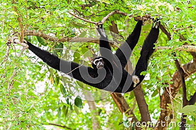 Black gibbon climbing tree Stock Photo