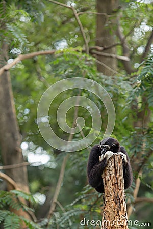 Black gibbon Stock Photo