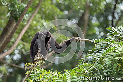 Black gibbon Stock Photo