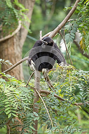 Black gibbon Stock Photo