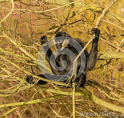 Black gibbon monkey on a tree Stock Photo