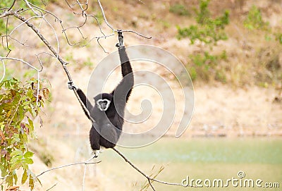 Black gibbon Stock Photo