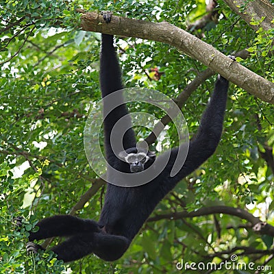 Black Gibbon(White-Cheeked Gibbon) Stock Photo