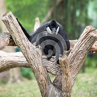 Black gibbon Stock Photo