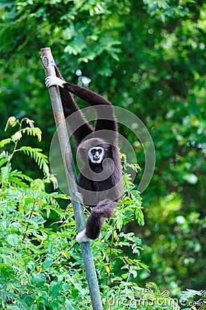 Black Gibbon in zoo Stock Photo