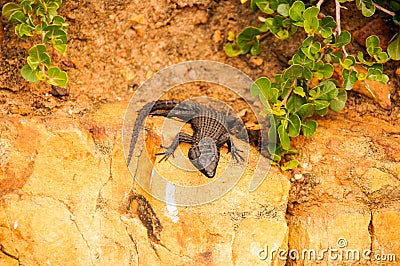 Black girdled lizard at Cape of Good Hope, South Africa Stock Photo