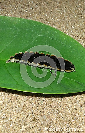 Black glow worm Stock Photo