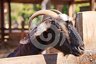 Black goat Stock Photo