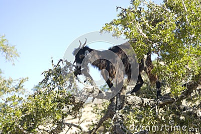 Black goat in Argan tree Stock Photo
