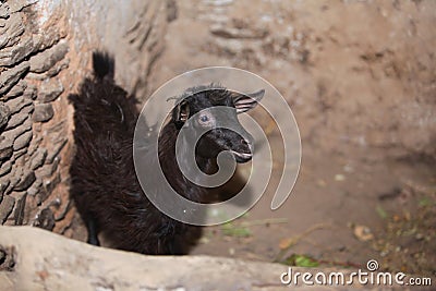 black goat close-up. black moroccan goats. Stock Photo