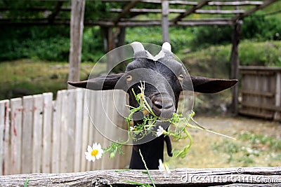 Black goat eating camomiles, grass in the yard. Stock Photo