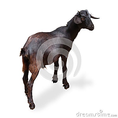 Black Goat Stock Photo