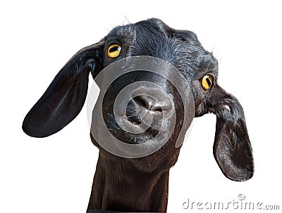 Black goat isolated on white Stock Photo