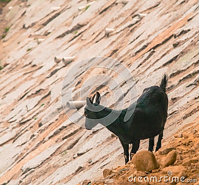 Black goat on rocky hillside Stock Photo