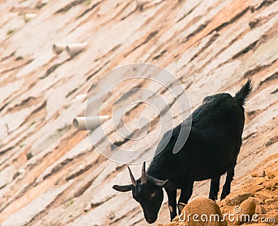 Black goat on rocky hillside Stock Photo