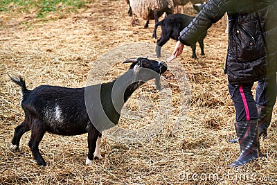 Black goat up close Stock Photo