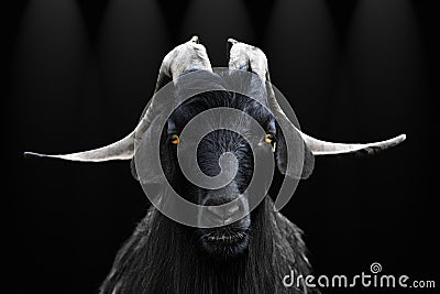 Black goat Stock Photo