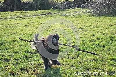 Black gold doddle running on a meadow playing with a stick. Fluffy long black coat Stock Photo