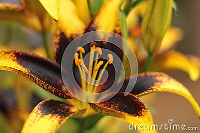 Black and Gold Lily Lilium Lionheart Close up Stock Photo