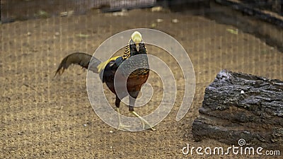 Black Golden Pheasant Take a look at the camera on the ground Stock Photo