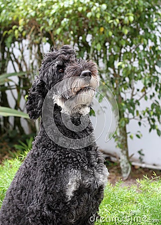 Black Goldendoodle dog, head and shoulders Stock Photo