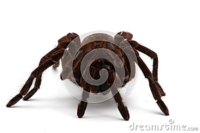 Black Goliath Birdeating Spider Isolated Halloween Concept. Stock Photo