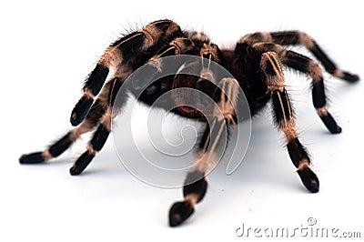 Black Goliath Birdeating Spider Isolated Halloween Concept. Stock Photo