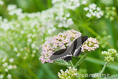 Black graceful butterfly Stock Photo