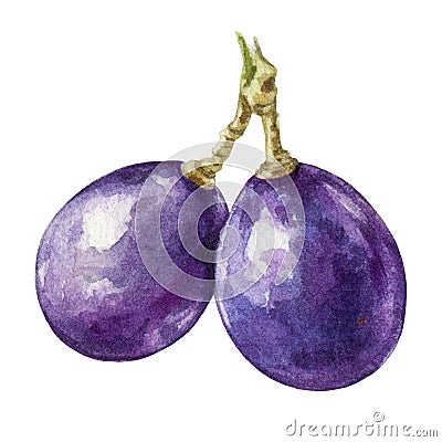 Black grape berries watercolor image. Realistic ripe organic purple grape element. Delicious dark violet sweet juicy Cartoon Illustration
