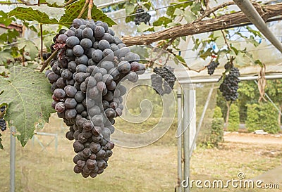 Black Grape Bunch in Vineyard with Natural Light on Left Frame Stock Photo