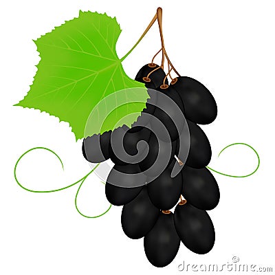 Black grapes on a white background. Vector Illustration