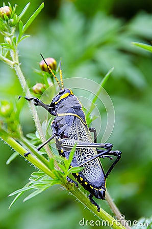 Black Grasshopper Stock Photo