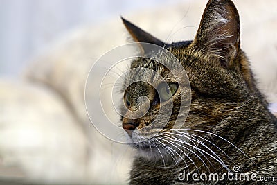 Black gray cat with green eyes staring in camera Stock Photo