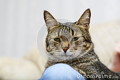 Black gray cat with green eyes staring in camera Stock Photo