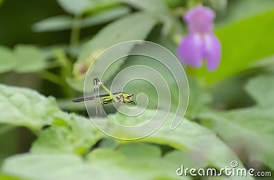 Black and Green Bush Cricket Phaneropterin Katydid on Green Plant Leaves Stock Photo