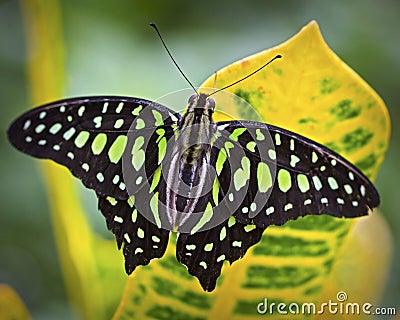 Black and green Butterfly on a tropical plant Stock Photo