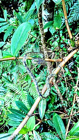 Black and green color snake in sinharaja rain forest Stock Photo