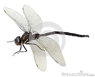 Black green dragonfly Stock Photo