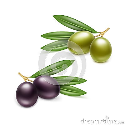 Black Green Olives Branches Leaves Isolated White Vector Illustration