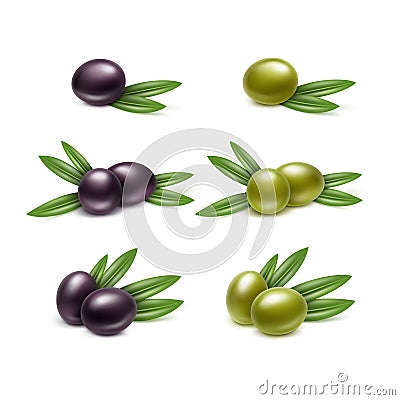Black Green Olives Branches Leaves Isolated White Vector Illustration