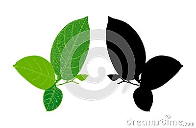 Jackfruit tree branch, leaf tree branch line art green nature plant foliage eco tropical Vector Illustration