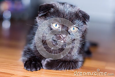 Black&grey scottish kitten Stock Photo