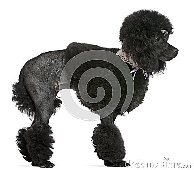 Black groomed Poodle, standing Stock Photo