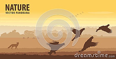 Black grouse cocks take off in field on sunrise. Wildlife vector panorama Vector Illustration