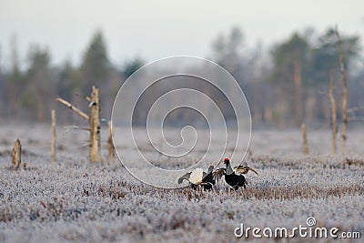 Black Grouse fight Stock Photo