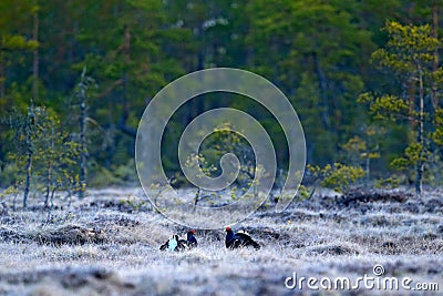 Black grouse on the pine tree. Nice bird Grouse, Tetrao tetrix, in marshland, Norway. Spring mating season in the nature. Wildlife Stock Photo