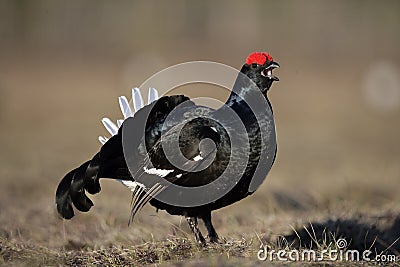 Black grouse, Tetrao tetrix, Stock Photo