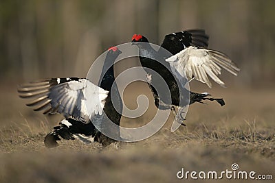 Black grouse, Tetrao tetrix, Stock Photo